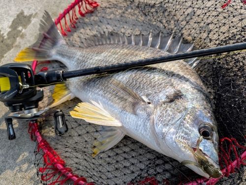 キビレの釣果