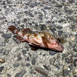 カサゴ