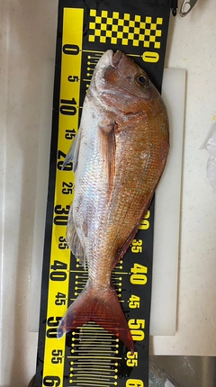 マダイの釣果