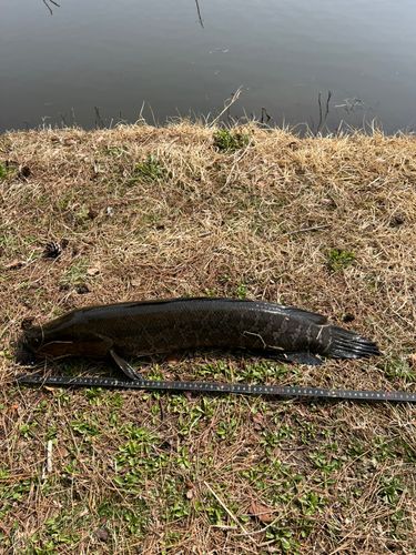 ライギョの釣果