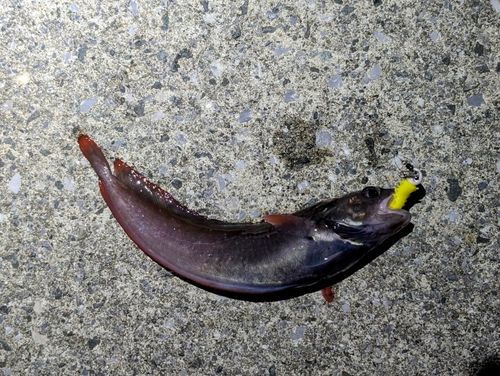 ドンコの釣果