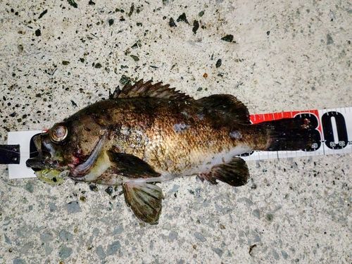 メバルの釣果
