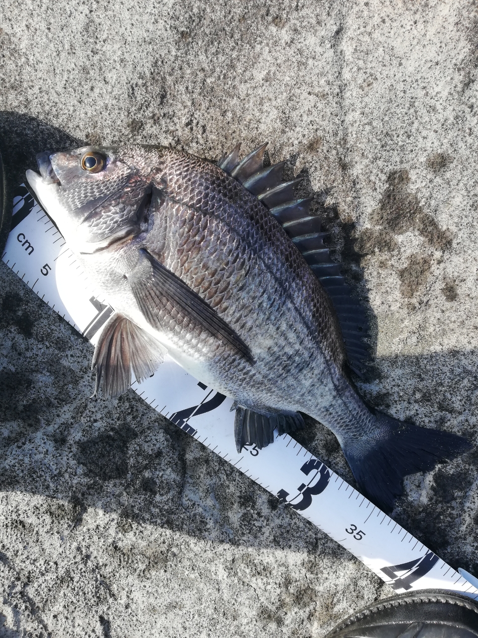 SHIMANO 鱗夕彩前打ちSPEClAL HHHF 53-58 Z 落入/前打竿| Yahoo