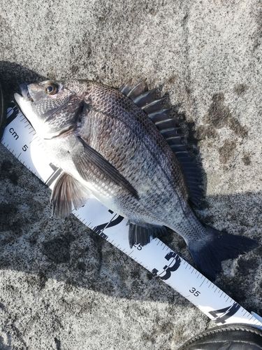 クロダイの釣果