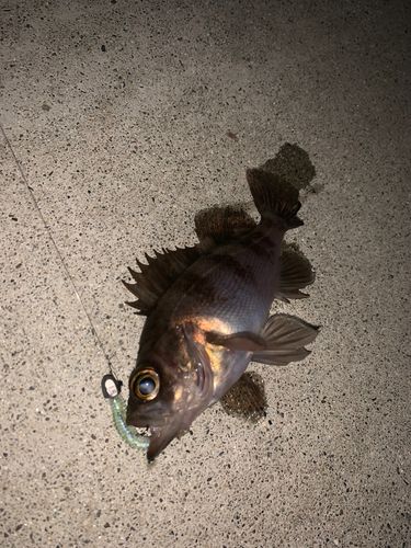 メバルの釣果