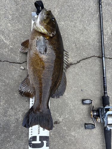 スモールマウスバスの釣果