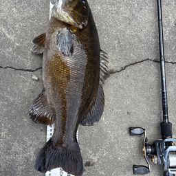 スモールマウスバス