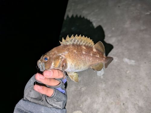 クロソイの釣果