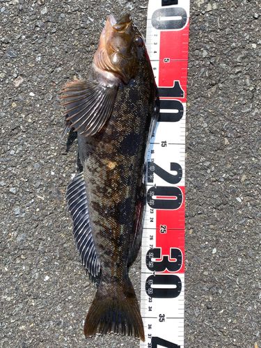 アイナメの釣果