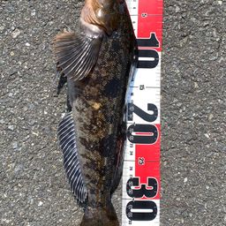 アイナメ