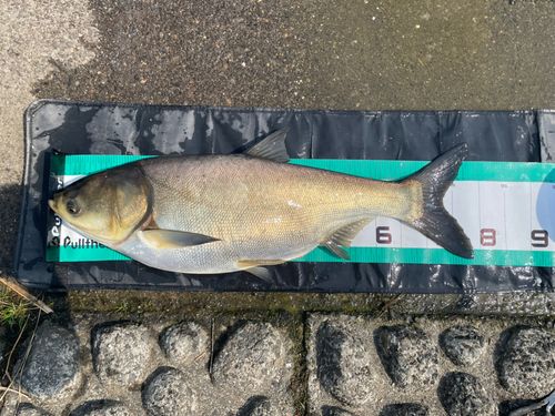 ハクレンの釣果