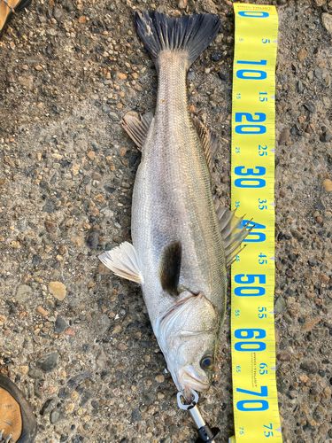 シーバスの釣果