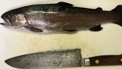 ニジマスの釣果