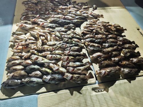 アカメバルの釣果