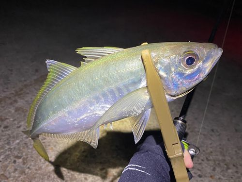 マアジの釣果