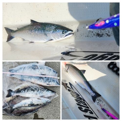 サクラマスの釣果