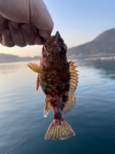 ガシラの釣果