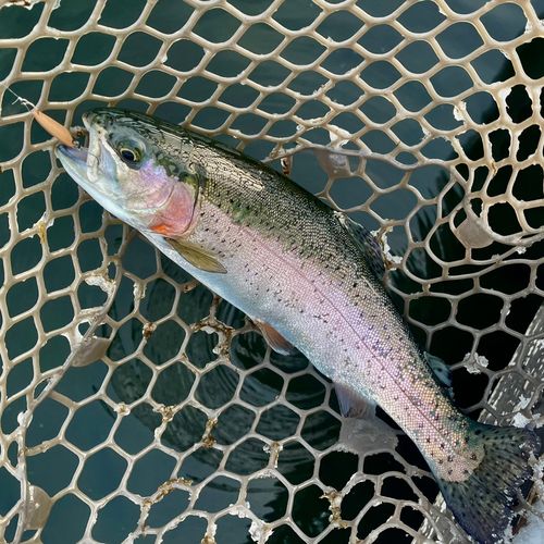 ニジマスの釣果