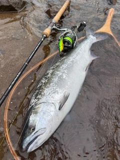サクラマスの釣果