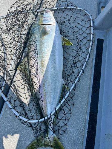 ヒラマサの釣果