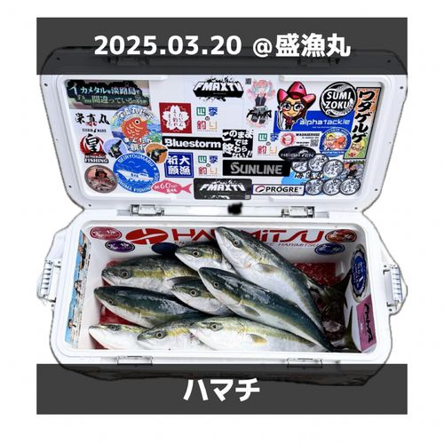 ハマチの釣果