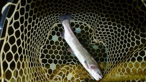 ニジマスの釣果