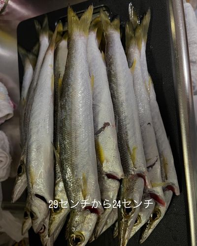 カマスの釣果
