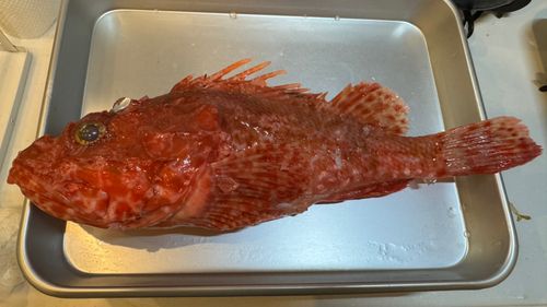 オニカサゴの釣果
