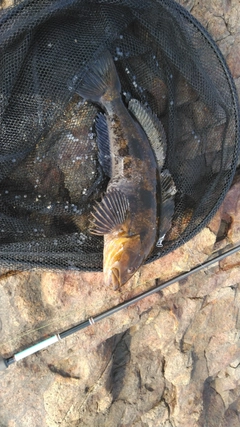 アイナメの釣果