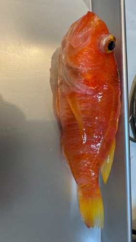 ヒメコダイの釣果
