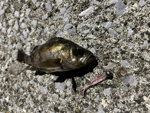 クロメバルの釣果