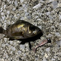 クロメバル