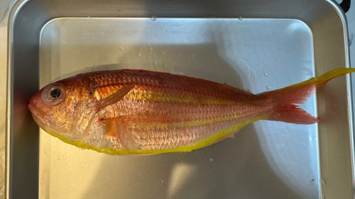 イトヨリダイの釣果