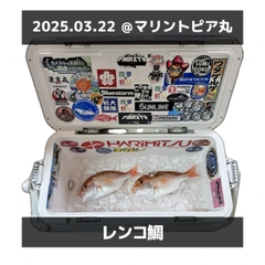レンコダイの釣果