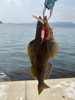 アイナメの釣果
