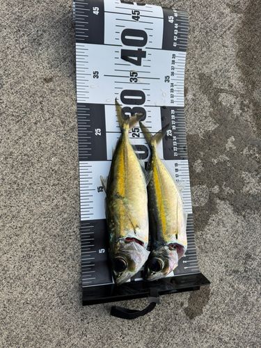 メアジの釣果