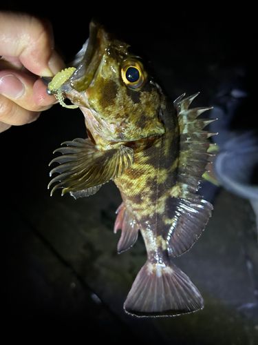ガシラの釣果