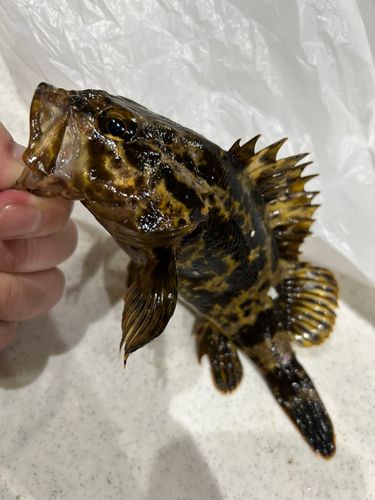 タケノコメバルの釣果