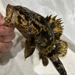 タケノコメバル