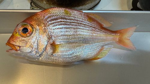 レンコダイの釣果