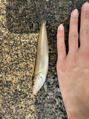 キスの釣果