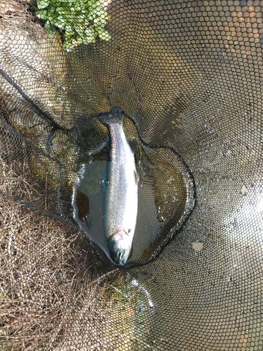 ニジマスの釣果