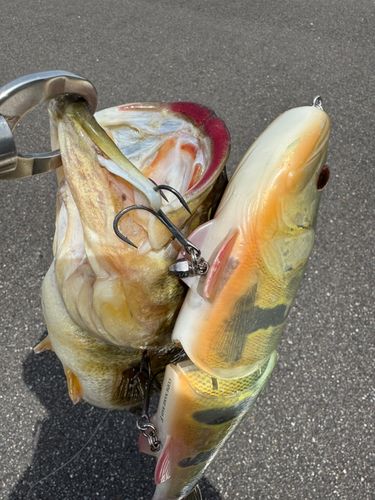 ブラックバスの釣果