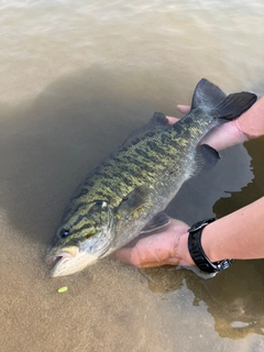 スモールマウスバスの釣果
