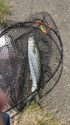ボラの釣果