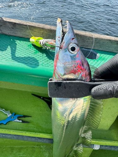 タチウオの釣果