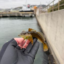 アナハゼ