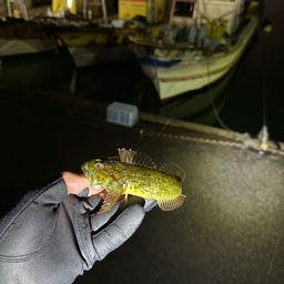 アナハゼ
