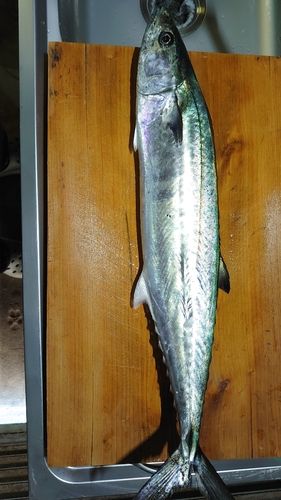 サゴシの釣果