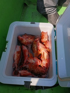 カサゴの釣果